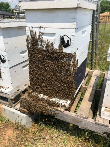 Adopt-A-Hive Individual Sponsorship